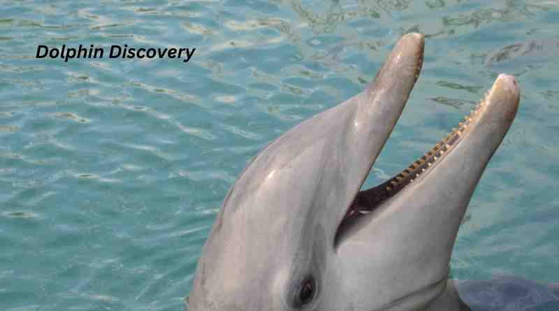 Dolphin Discovery